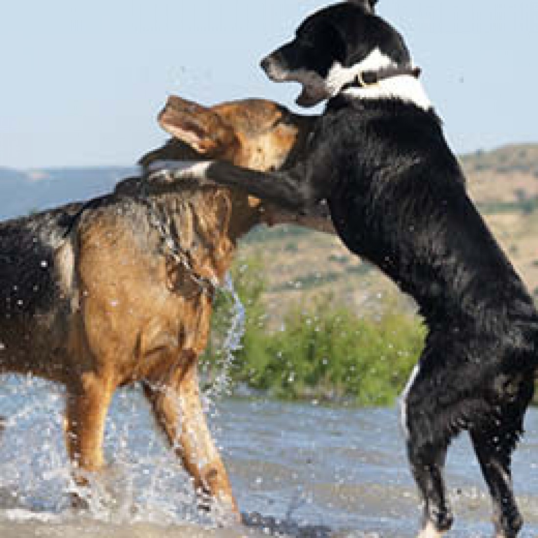 Raisons les plus fréquentes pour faire castrer un chien mâle